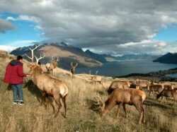 Red Deer on the Park